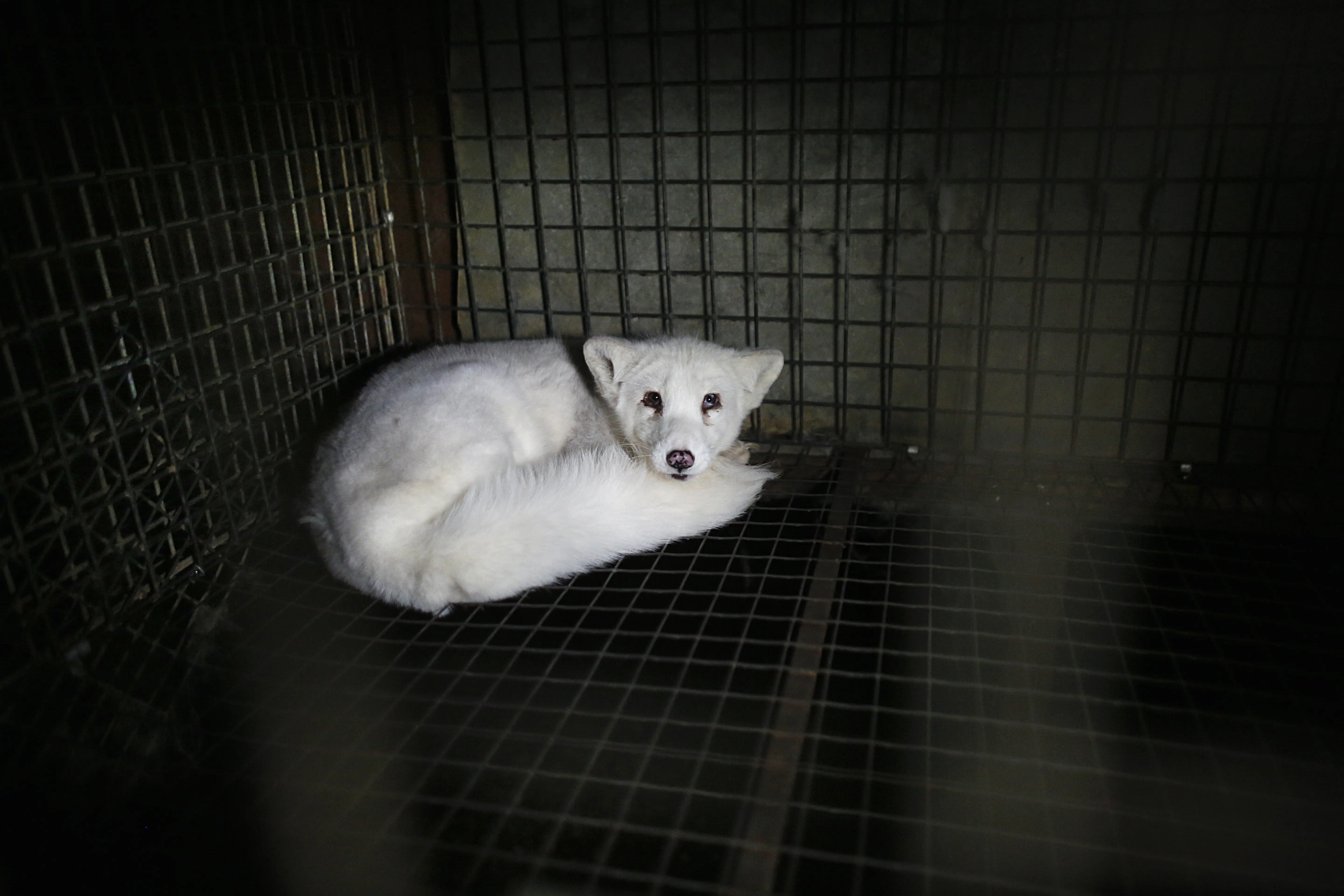 Mink i bur på pelsdyrfarm