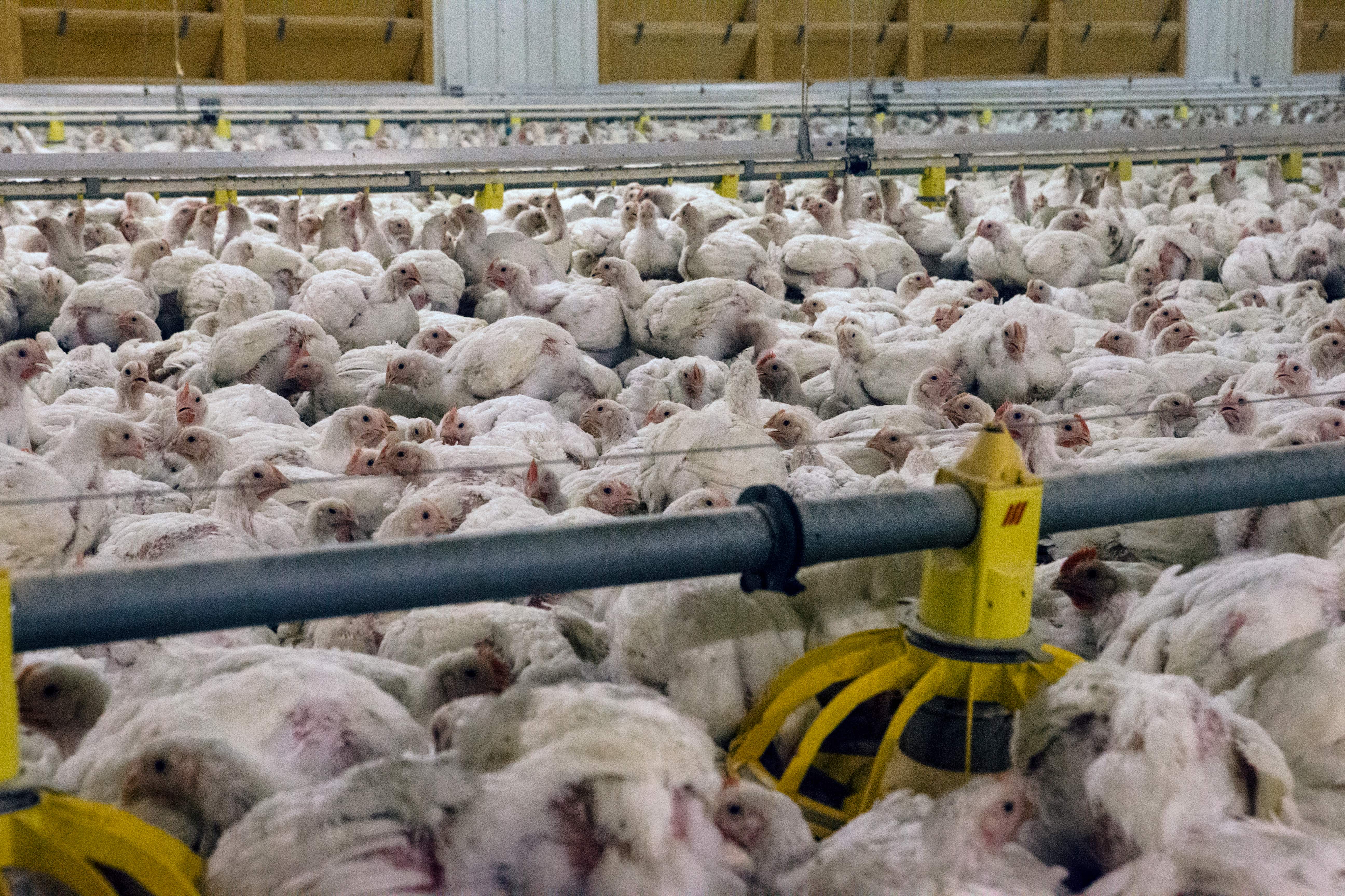 Chickens
